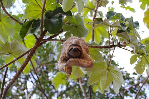 Peruvian Amazon