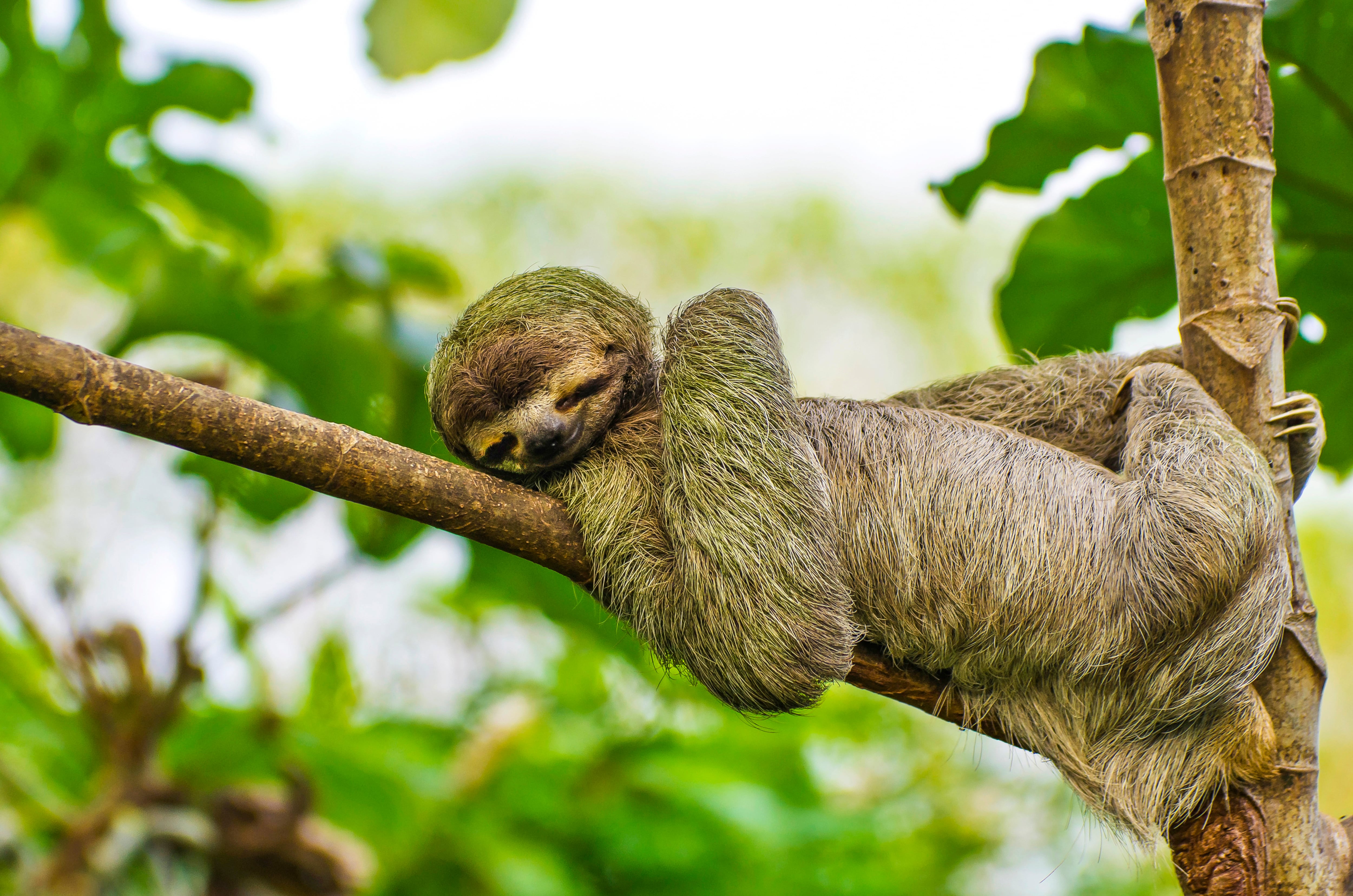 Brown-throated sloth, Costa Rica