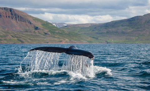 Iceland Voyage: Land of Fire and Ice with Ponant