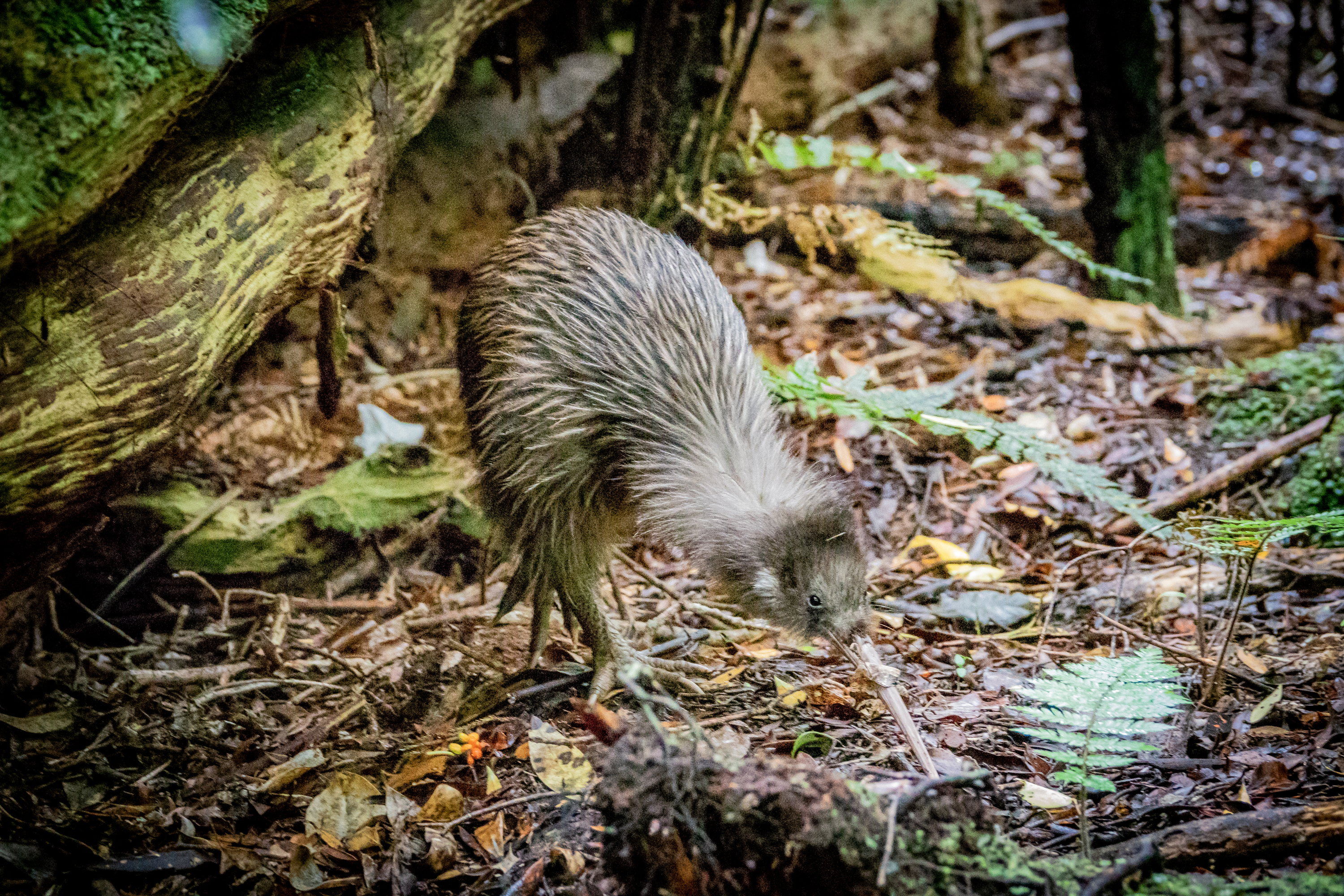 Southern Brown Kiwi searching for food on a ground in a forest, Stewart Island, New Zealand.