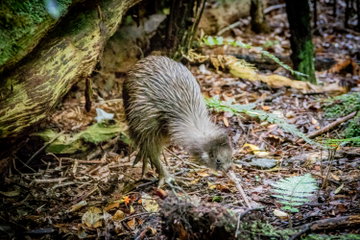 Wild Kiwi Encounter