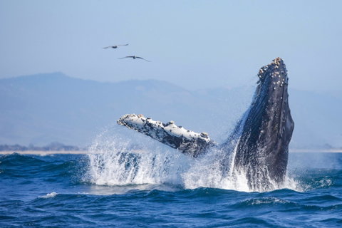 Monterey Whale Watching Tour