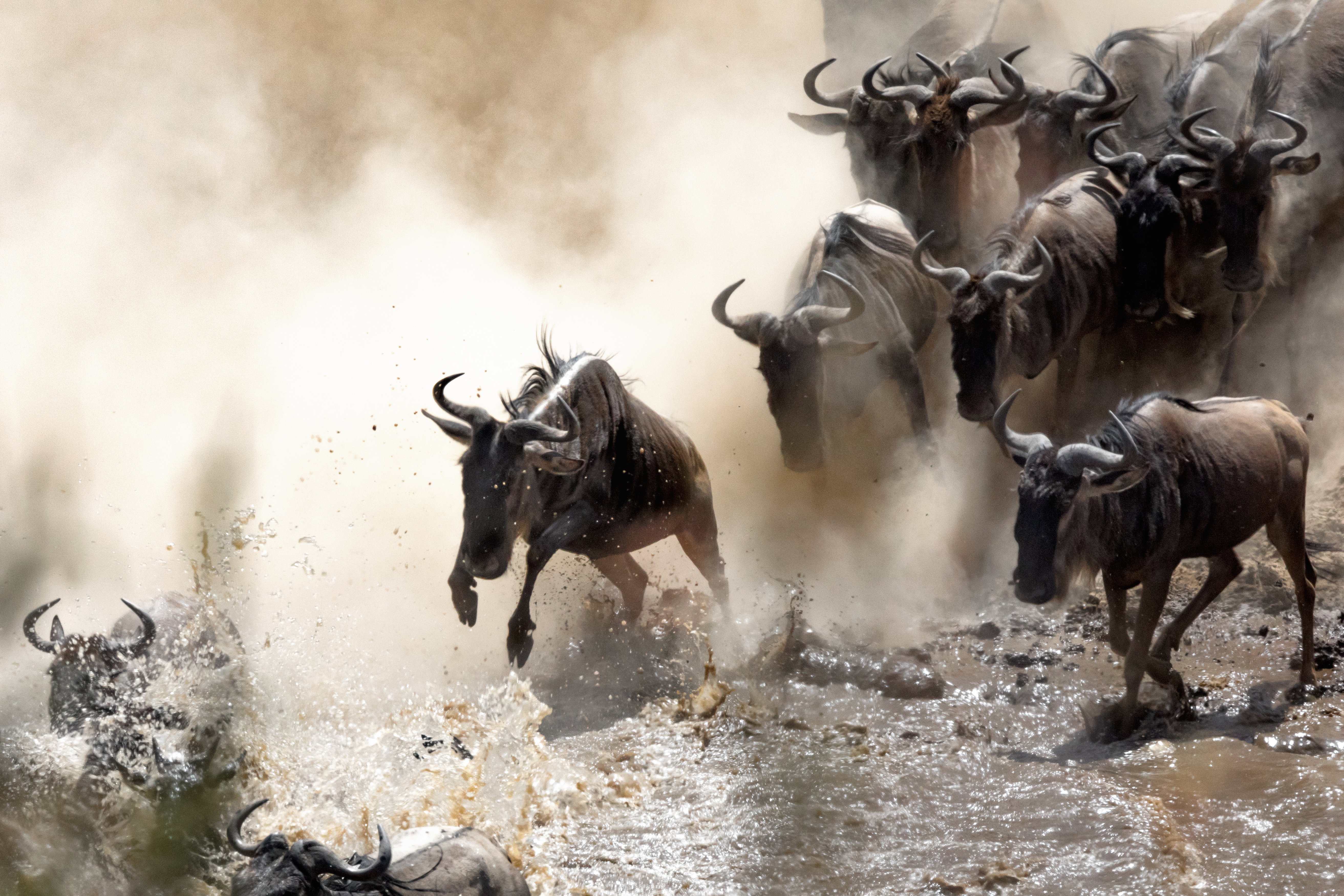 Wildebeest Migration Crossing Mara River, Africa