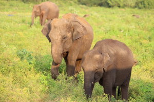 Gal Oya National Park