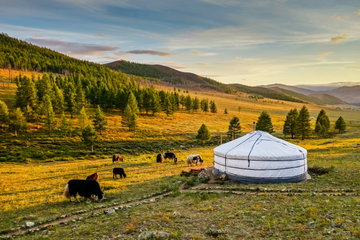A traditional white Monglian yurt with cattle next to it, set against rugged grassland at sundown, with pockets of trees and mountains in the distance.