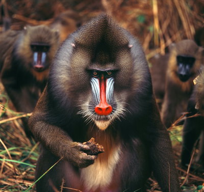 Gabon