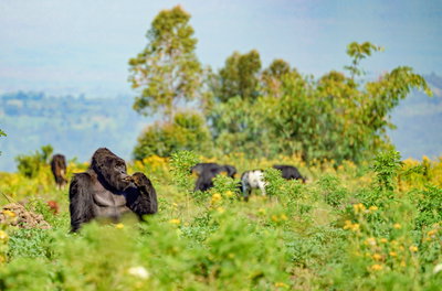 Democratic Republic of Congo