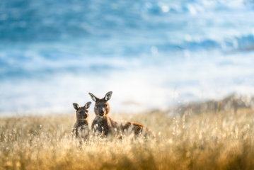 Two kangaroos stare into the camera, their bodies covered in the long grass surrounding them, South Australia