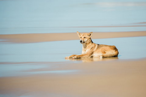 K'Gari (Fraser Island)