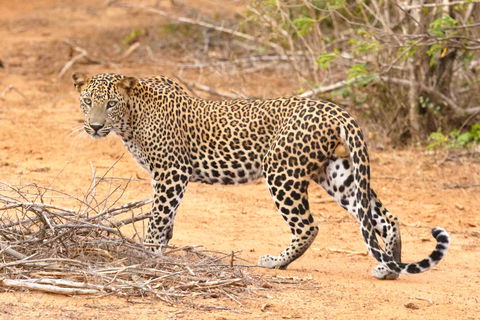 Sri Lanka Wildlife holidays