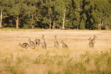 Eight kangaroos stand in the long grass looking in different directions, with the green trees in the background, Victoria, Australia