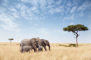 A herd of elephants wander through the lush green grasses and tall trees of Kenya