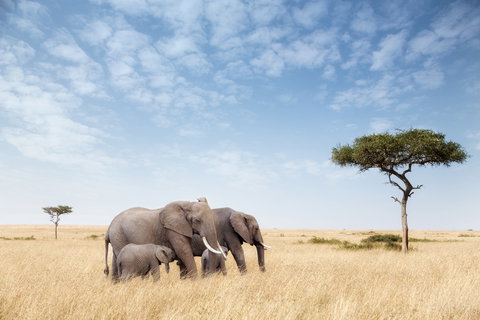Fly In Safaris