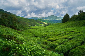 Private Cameron Highlands Explorer