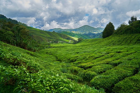 Private Cameron Highlands Explorer