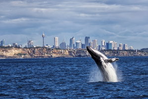 Sydney Whale Watch Cruise