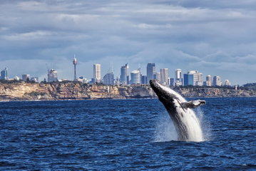 Sydney Whale Watch Cruise