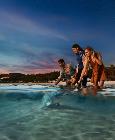 Tangalooma Dolphin Adventure with Marine Discovery