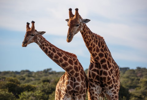 Amakhala Game Reserve