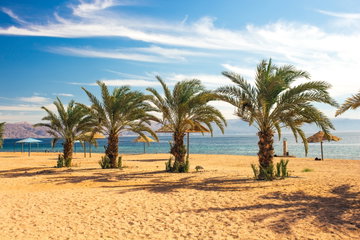 Palm trees doted on the golden sandy beach with a rocky coastline on a gorgeous sunny day, Aqaba, Jordan. 