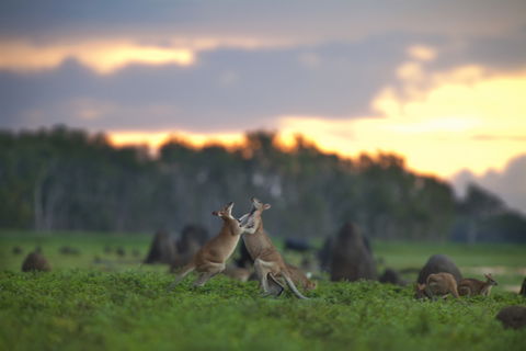 Australia Wildlife holidays