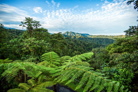 Cloud Forest