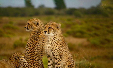 Lalibela Game Reserve