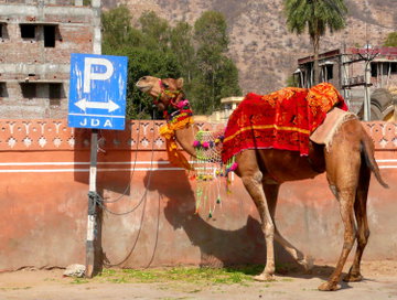 Jaipur Heritage Walking Tour