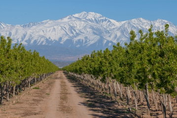 Long rows of tall green vines either side of a dirt track in Mendoza, Argentina, which leads as far as the eye can see, seemingly up to the base of the snow-capped Andes Mountains in the background