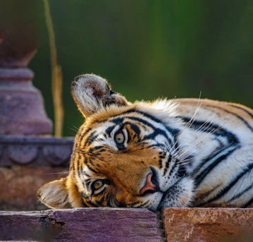 A close up of a tiger's face resting his head on paved stones of an old building partially visible in the background, in India