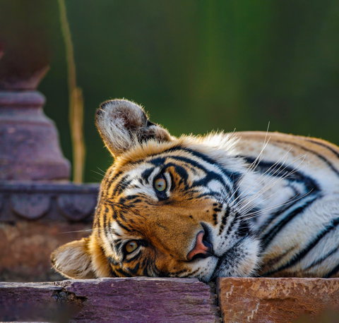 India Wildlife