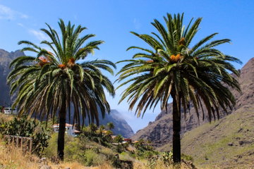 Two Palm Trees in Tenerife against a mountainous, volcanic backdrop.