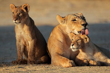 Uncover The Essence of South Africa
