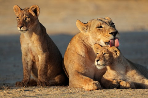 Uncover The Essence of South Africa