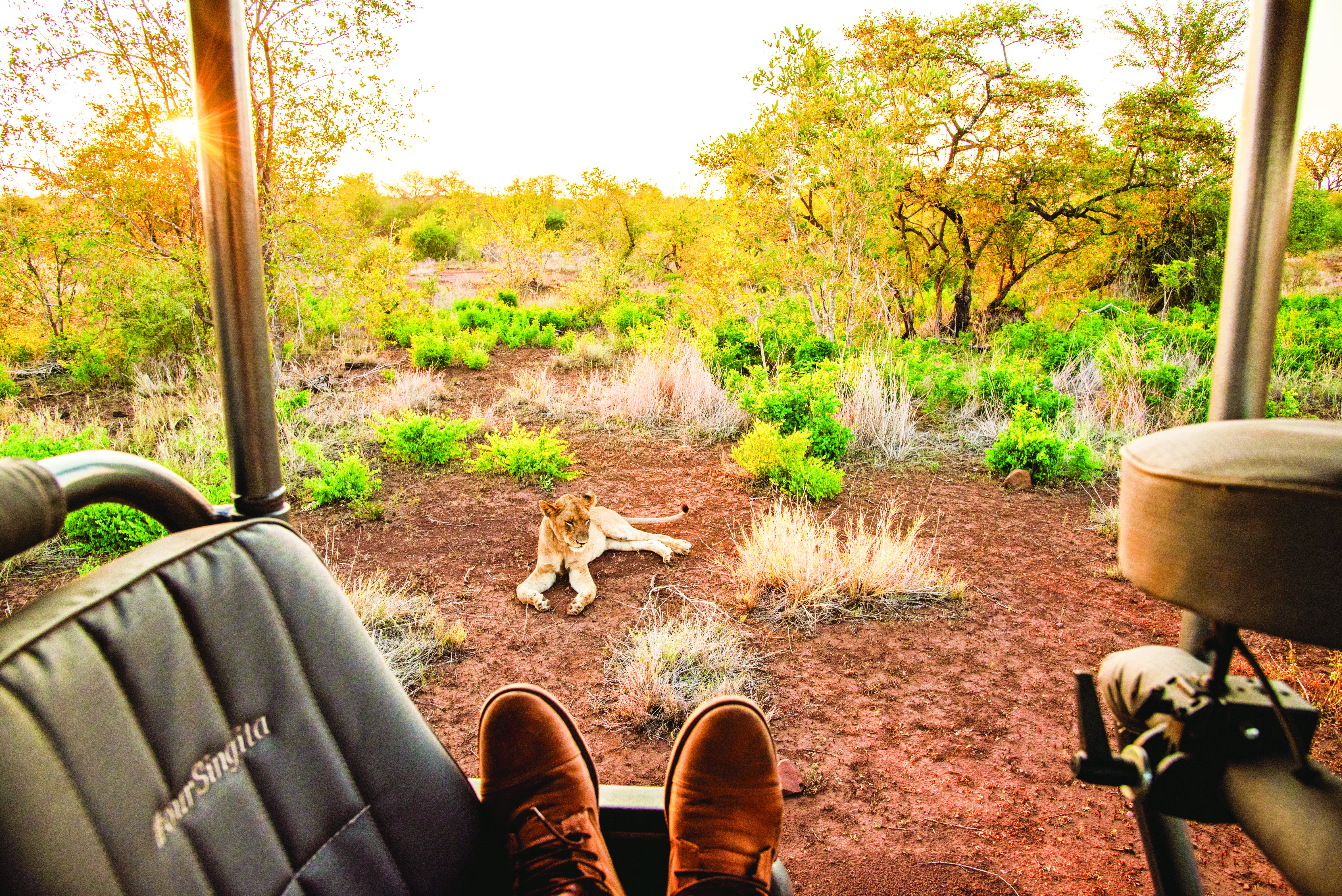 A pair of shoed feet stick out of a safari jeep, the wearer is looking at a lion lazing on the ground in front.  