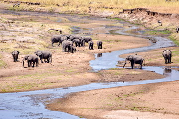 Kenya and Tanzania Safari