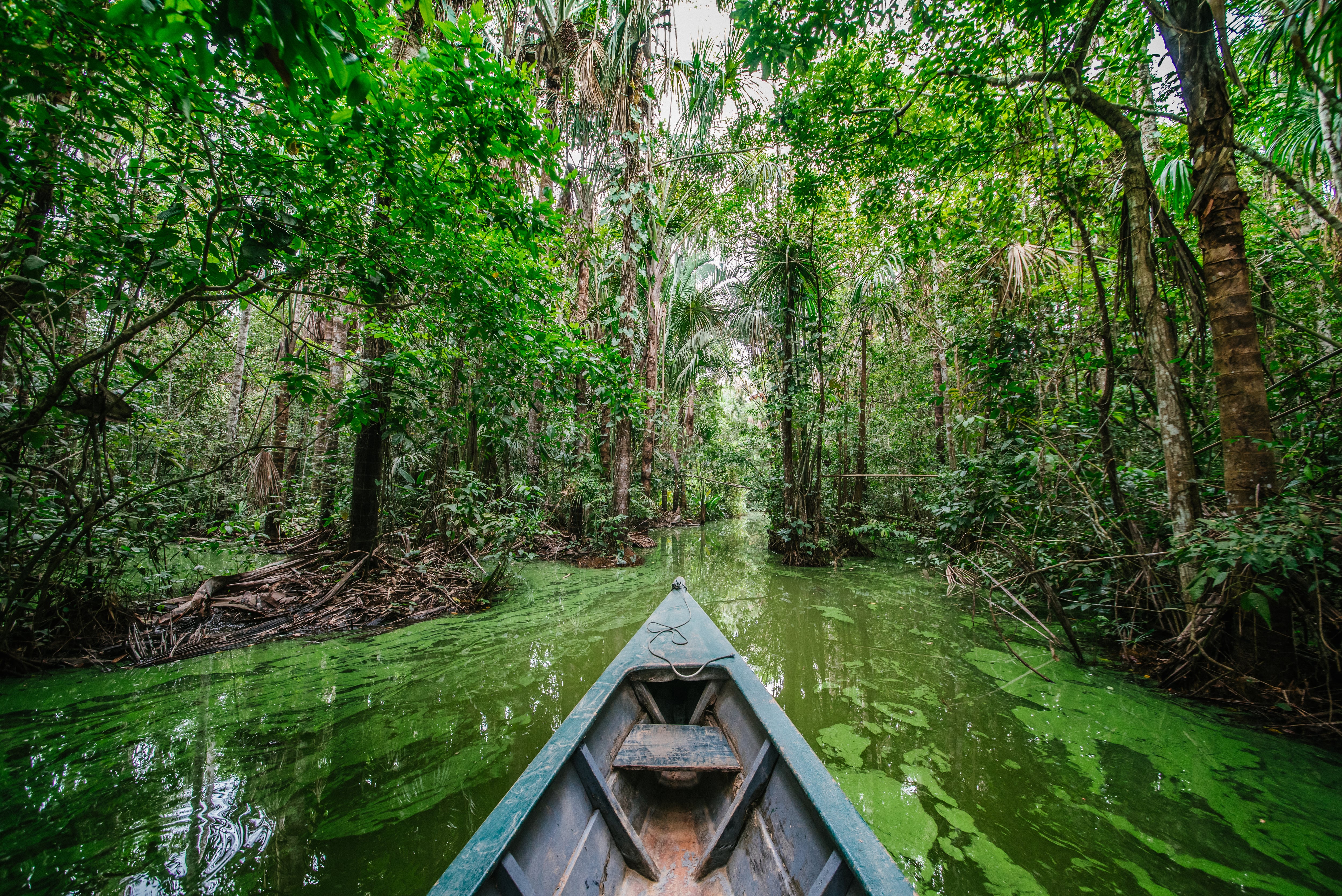 A longtail boat heads down a narrow river surrounded by dense rainforest in the peruvian amazon