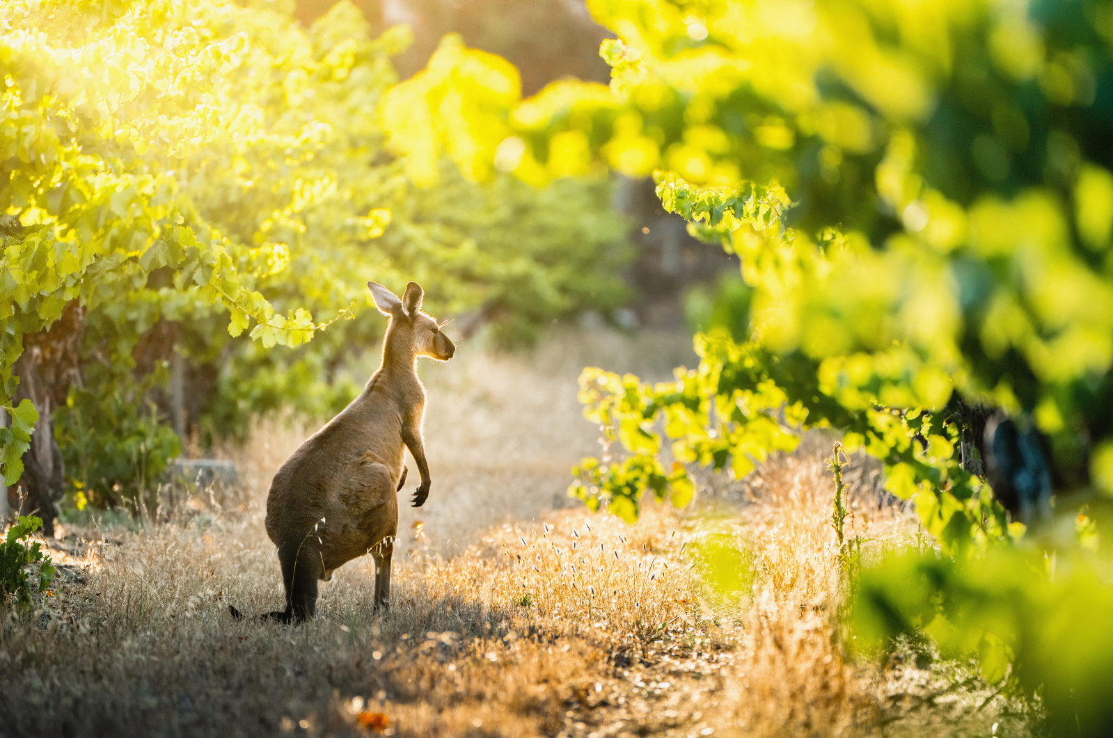 A kangaroo in Linfield Road Wines Barossa Valley