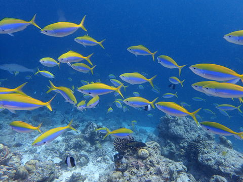 Diving & Snorkelling