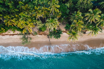 An aerial view of waves lapping a sandy beach, fringed by palm trees and rainforest, Tropical North Queensland