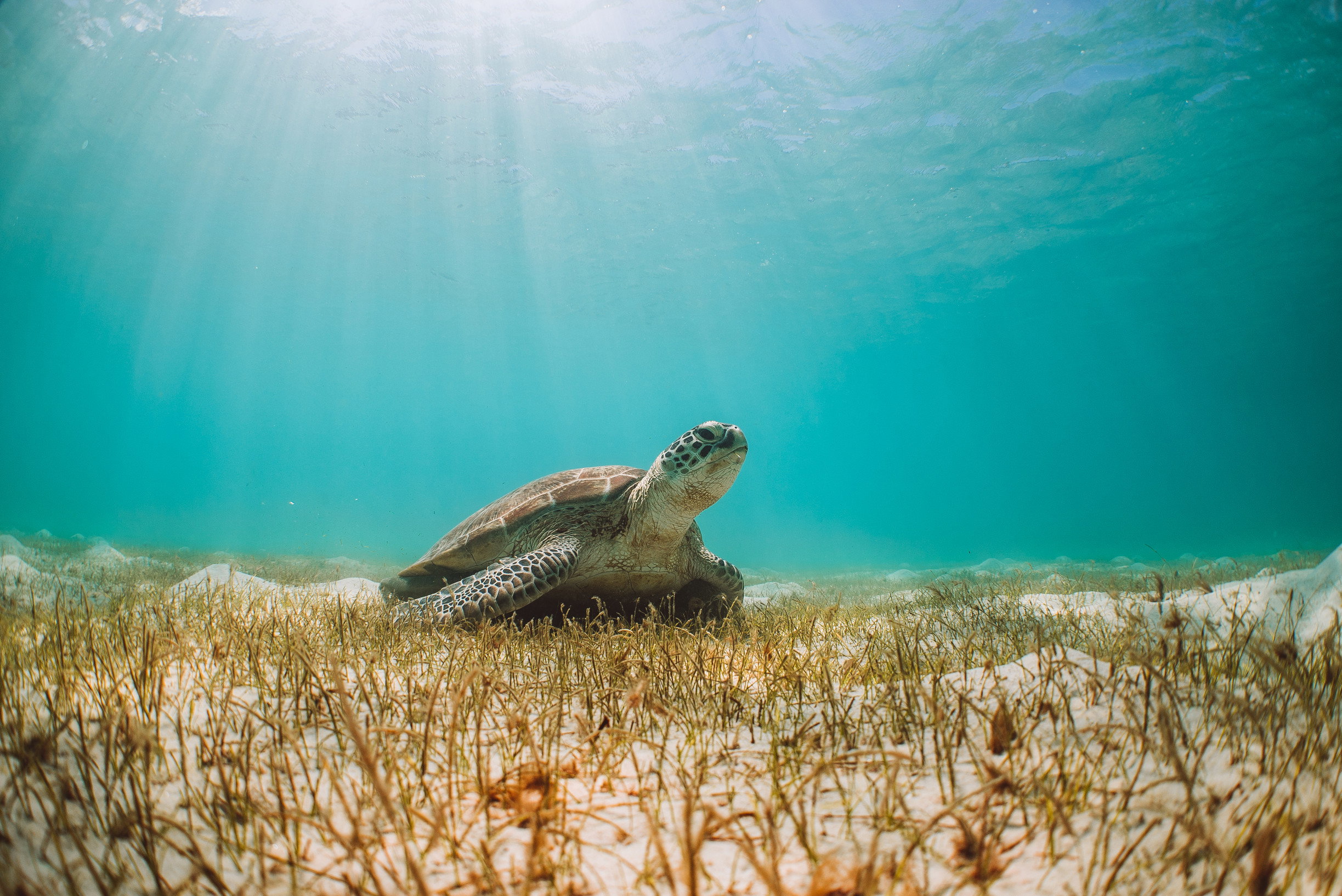 Turtle Great Barrier Reef, Australia