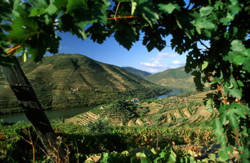 Porto and The Douro Valley with Villa