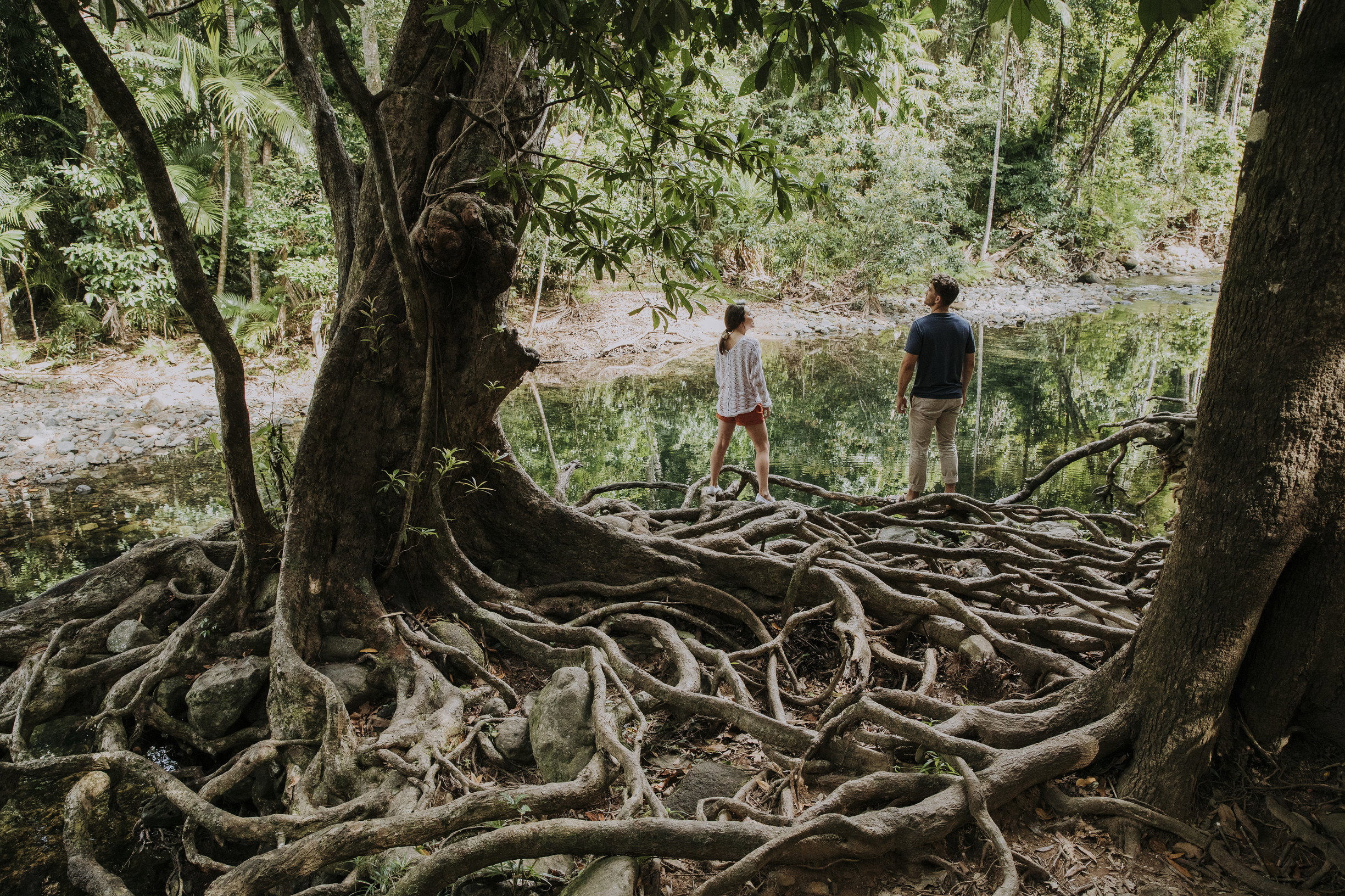 Daintree Rainforest, Queensland