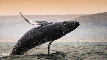 Mancora Whale Watching Experience