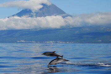 Two dolphins playing off the coast of the Azores, Portugal