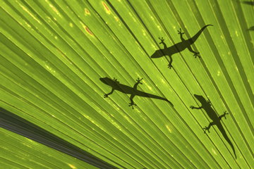 Private Rainforest Walking Tour at MacRitchie Reservoir