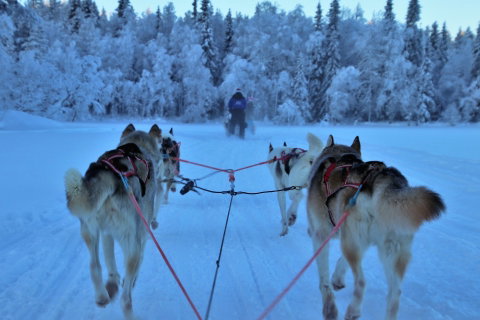 Husky Sledding Adventure from Tromso