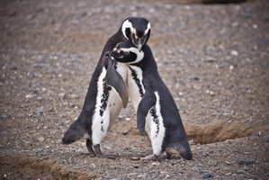 Magdalena Island Penguin Discovery