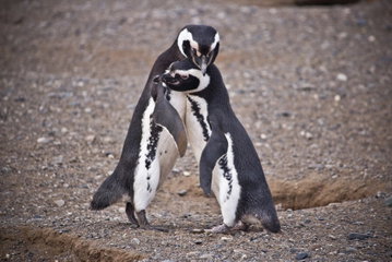 Magdalena Island Penguin Discovery