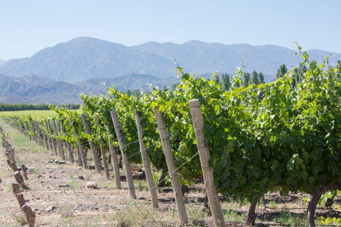 Cafayate